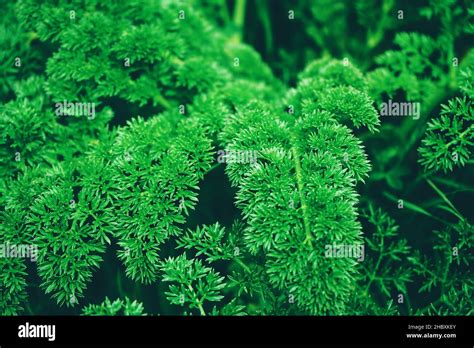 Dark green leaves organic texture Stock Photo - Alamy