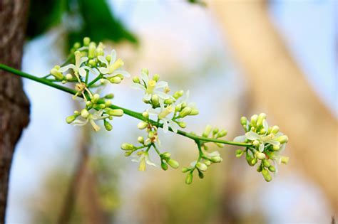 Mwarubaini: The plant that can cure 40 diseases - Paukwa