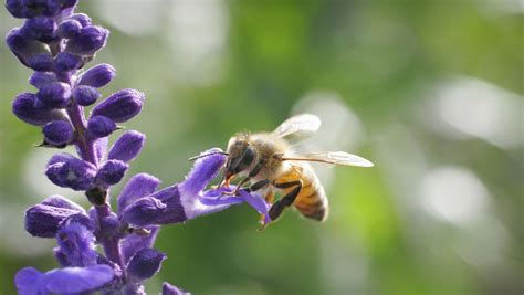 ≫[Guía] Botánica Apícola: Intro y Listado de plantas visitadas por abejas