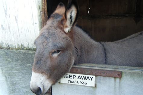 Island Farm Donkey Sanctuary | Animals, Donkey, Animals beautiful