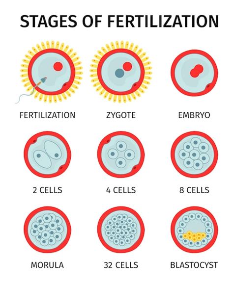 Free Vector | Cell embryo stages of fertilization anatomy composition with set of round icons ...