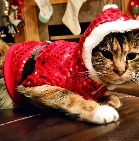 Cat Christmas Sweater