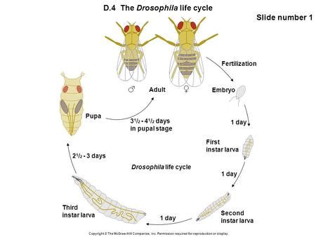 drosophila life cycle time - Millard Mccord