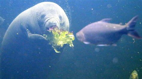 FWC ends manatee feeding program this winter, will monitor for starvation | FOX 35 Orlando