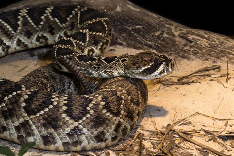 Eastern Diamondback Rattlesnake wallpapers, Animal, HQ Eastern ...