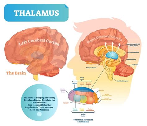 What Does The Thalamus Do?