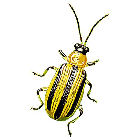 Striped Cucumber Beetle