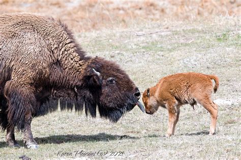 Critique - Newborn bison (Red dog)...... | Nikon Cafe