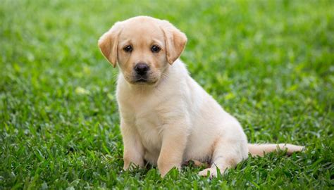 Dog years are a myth, 2-year-old dogs already 'middle-aged' - scientists | Newshub