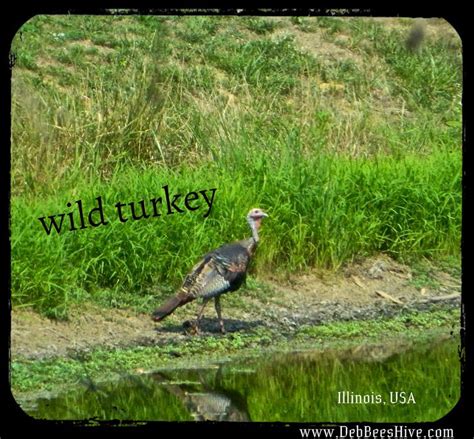 wild turkey in nature DebBeesHive.com Wild Turkey, Wildlife, Bird ...