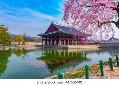 Gyeongbokgung Palace Cherry Blossom Spring Korea Stock Photo 447536440 ...