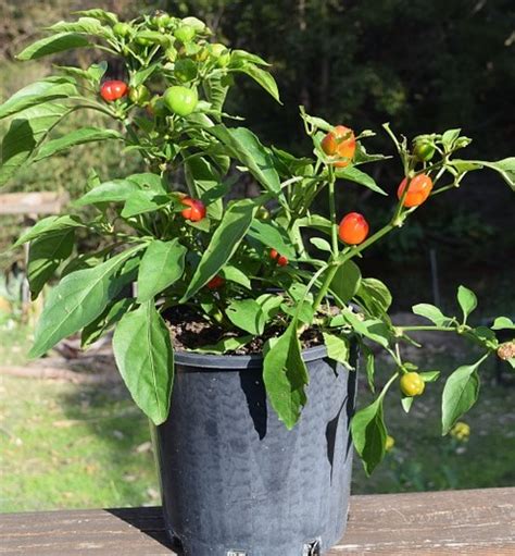 25+ Companion Plants Bell Peppers - ArayaAnmaree