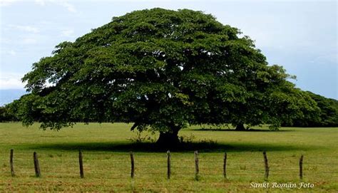 Arbol de Guanacaste. | Jardinería, Arboles, Centroamerica