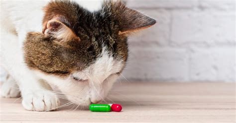 Poison Dangers For Cats - PetlifeCA