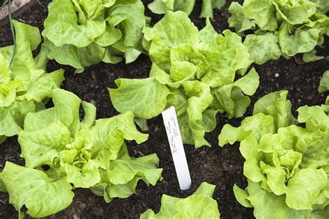 Growing Lettuce in the Heat of Summer