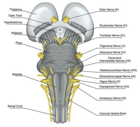 Brain Stem Diagram Labeled