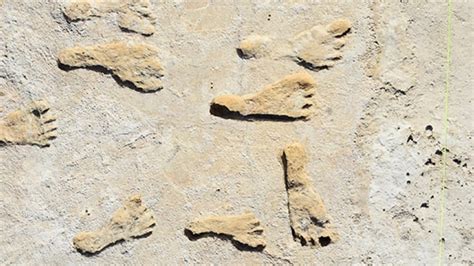 Oldest human footprints in North America found in U.S. park | CBC News