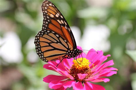 El cuidado de las plantas y el jardin: Mariposas bonitas de flor en flor