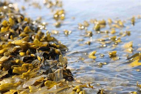 How To Make Your Own Seaweed Fertiliser For Growing Potatoes ...