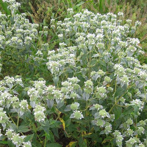 Short-Toothed Mountain Mint, Pycnanthemum | American Meadows