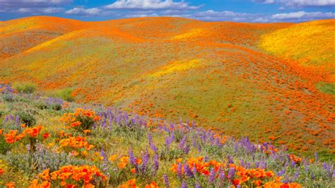 How to Safely See the 2023 Superbloom in California - Getaway Couple