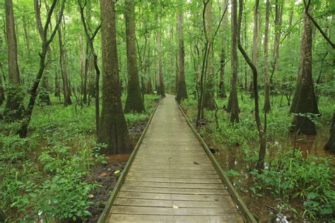 Congaree National Park, South Carolina | Flickr