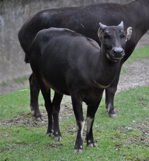 ZOOTOGRAFIANDO (MI COLECCIÓN DE FOTOS DE ANIMALES): ANOA DE LLANURA / LOWLAND ANOA (Bubalus ...