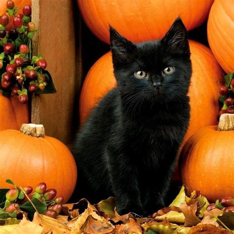 Pin by Dorothy Thurow- Konle-Haskell on Animals | Fall cats, Kitten ...