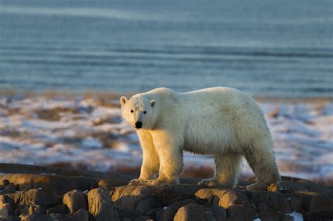 Three Churchill Polar Bear Scares | Churchill Polar Bears