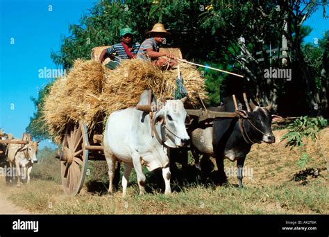 Yoke of oxen Stock Photo, Royalty Free Image: 14866506 - Alamy