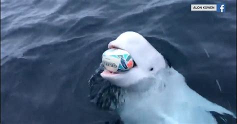 Beluga whale plays fetch, and more Highs and Lows