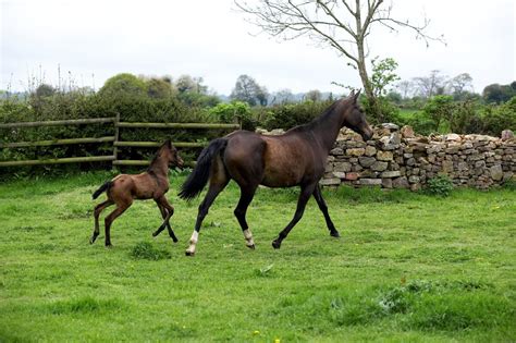 Akhal-Teke Horse Origin & History: In-Depth Guide - HorseNameIdeas.com