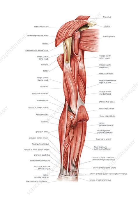 Upper Arm Muscles Diagram / Ontogenetic Scaling Patterns And Functional Anatomy Of The Pelvic ...