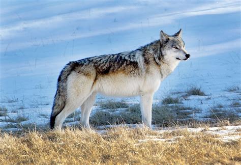 Save the Wolves, Save the Wild | Brave New Wild | WildEarth Guardians