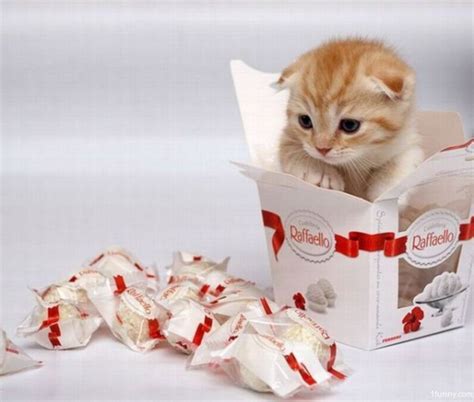 Kitten Treats – 1Funny.com