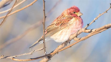 Purple Finch | Audubon Field Guide