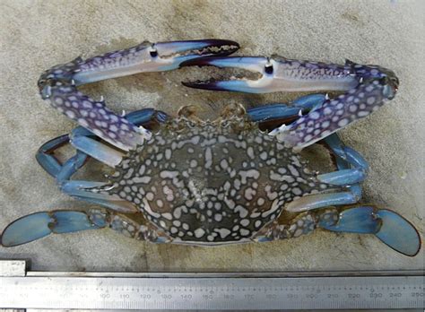 Fish Facts: "True blue" swimmer crabs - Fishing World Australia