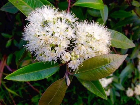 Grow your own lemon myrtle – small green things