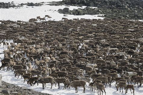 Les caribous, jusqu'à 6 000 km