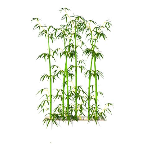 Bamboo Tree Bamboo Plants Tree Plan Png Tree Psd Trees Top View | The Best Porn Website