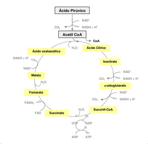 Ciclo de Krebs: O ácido cítrico através de uma série de reacções, é ...