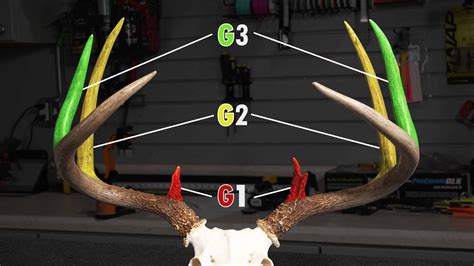 How To Measure Whitetail Deer Antlers