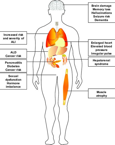 Organs targeted by alcohol abuse. Alcohol abuse is known to injury ...