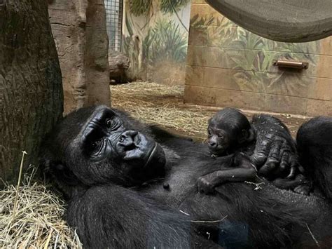 A Baby Gorilla Was Just Born At The Zoo And It's Freaking Adorable