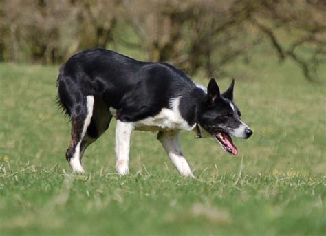 Sheep Dog Fun: Welsh National Sheep Dog Trials 2012