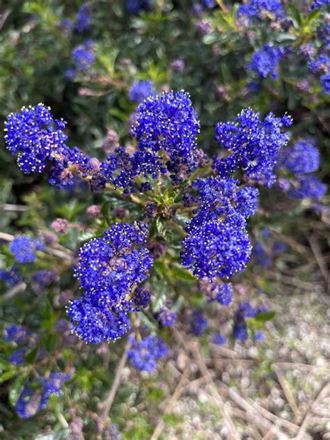 Ceanothus - Xera Plants