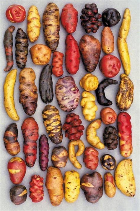 Different varieties of potato, grown in Peru. I love potatoes. : r/pics