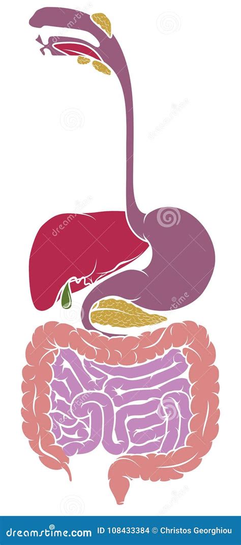 Human Anatomy Gastrointestinal Tract Diagram Stock Vector - Illustration of digesting, internal ...