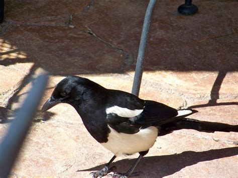 Our Nature: Colorado Birds