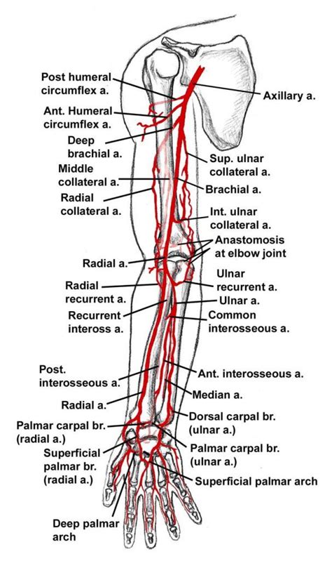 Diagram Of The Main Artery In The Left Arm